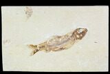 Detailed, Cretaceous Fossil Fish - Lebanon #110836-1
